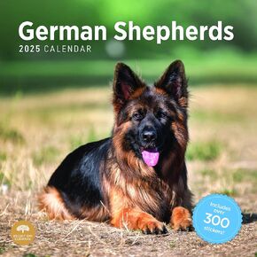 Bright Day Calendars 2025 Wolves Monthly Wall Calendar, Includes Over 300 Stickers (12 x 12 Inch)