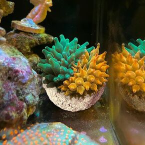 Anemone Nest,Fish Tank Decorations,Marine Aquarium Aquascape Stone,Saltwater Aquarium Accessories,Aquarium Decor,Anemone Coral Ideal Habitat (Oblique Mouth 2.67-3.15 in)