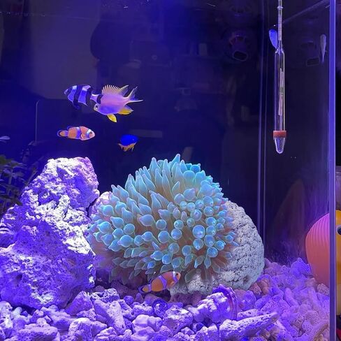 Anemone Nest,Fish Tank Decorations,Marine Aquarium Aquascape Stone,Saltwater Aquarium Accessories,Aquarium Decor,Anemone Coral Ideal Habitat (Oblique Mouth 2.67-3.15 in) in Saudi Arabia