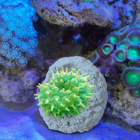 Anemone Nest,Fish Tank Decorations,Marine Aquarium Aquascape Stone,Saltwater Aquarium Accessories,Aquarium Decor,Anemone Coral Ideal Habitat (Oblique Mouth 2.67-3.15 in) in Saudi Arabia