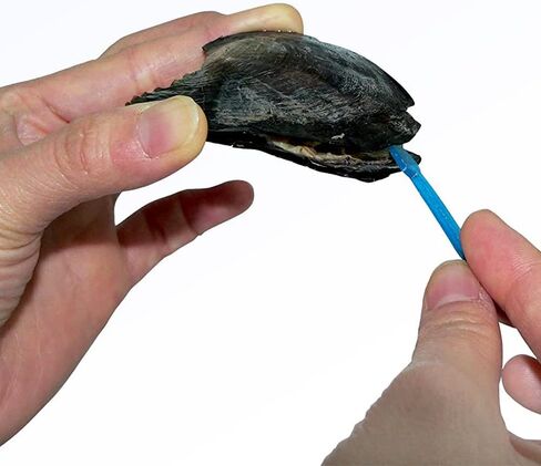 مجموعة هدايا اللؤلؤة الثمينة في المحار من My Inspirations، مجموعة هدايا اللؤلؤ الغامض، مجموعة صنع القلائد DIY، قلادة أنيقة مع سلسلة 20 بوصة، مطلية بالروديوم، هدية رائعة لأي مناسبة، عربة اليقطين in Kuwait