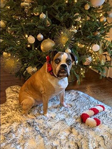 Unique style paws Christmas Dog and Cat Collar with Bow Pet Gift Adjustable Soft and Comfy Bowtie Collars for Small Medium Large Dogs in Saudi Arabia