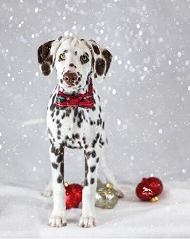 Unique style paws Christmas Dog and Cat Collar with Bow Pet Gift Adjustable Soft and Comfy Bowtie Collars for Small Medium Large Dogs in Saudi Arabia