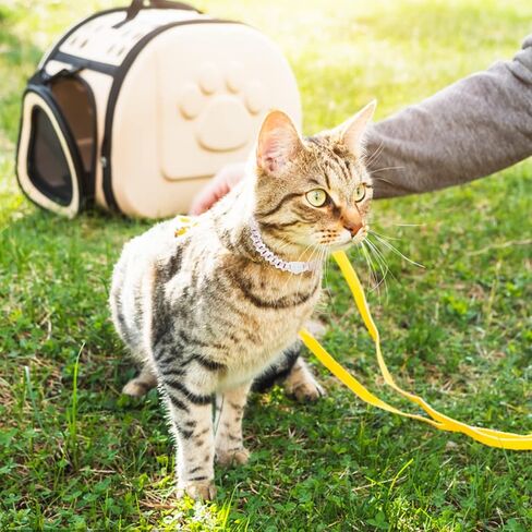 Dog Chain Collar Glitter Diamond Cuban Collar Walking Metal Chain Collar with Design Secure Buckle Pet Metal Link Chain Jewelry Accessories for Small Medium Large Dogs Cats in Kuwait
