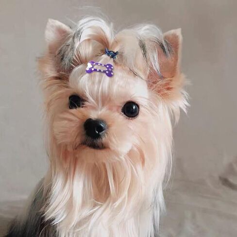5 Pcs Dog Hair Clips Mini Bone Snap Dog Barrette Small Snap Hair Clips Pet Hair Barrettes Pet Hairpin Dog Hair Accessories Pet Supplies (Rose Red) in Kuwait