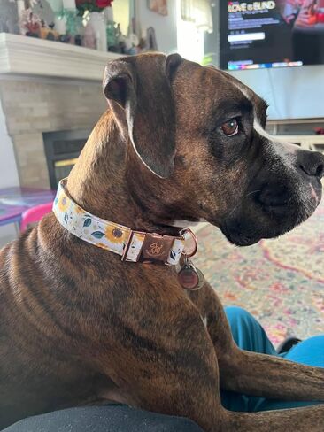 Elegant little tail Dog Collar, Pink Floral Print Pet Collar Summer Dog Collar Pet Collar Dog Cotton Durable Dog Collar Metal Buckle Collar for Medium Dogs, Blue Flower in Saudi Arabia