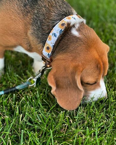 Elegant little tail Dog Collar, Pink Floral Print Pet Collar Summer Dog Collar Pet Collar Dog Cotton Durable Dog Collar Metal Buckle Collar for Medium Dogs, Blue Flower in Saudi Arabia