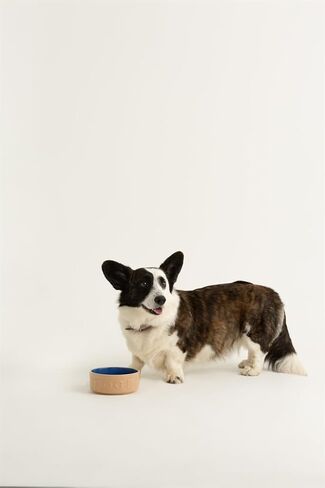 Mason Cash Cane & Blue Lettered Stoneware Dog Bowl, 18 cm in Saudi Arabia