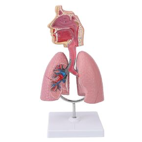 4D Respiratory System Model, Human Lung Model, Removable Heart Human Lung Anatomical Display for Students Study Teaching Tool