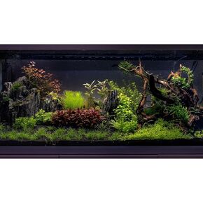 Tropical Aquatic Plants Aquarium Background Jungle Style Live Plants Frodo Stones and Redmoor Roots Terrarium Background Amazing Rainforest Style Fish Tank Background Vinyl 24x12in
