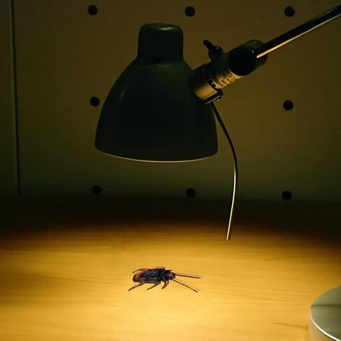 Wirrabilla Premium Fake Cockroaches, Pretty Realistic Fake Roaches, Great Way to Play a Prank, Faux Cockroaches Lifelike Creepy Perfect for Halloween Project, Tricking People, Kid Playing (15PCS) in Saudi Arabia
