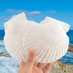 6pcs 4-5inch Scallop Shells for Crafts, Natural Large Scallop, Sea Shells for Crafting, Seashells Beach Decorations for Home, Beaching Wedding Decoration