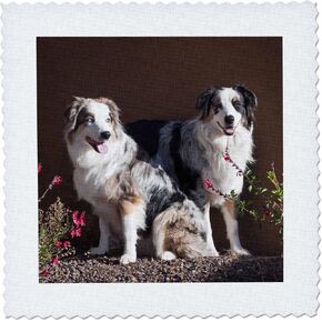 3dRose qs_88091_10 Australian Shepherd Dogs - US03 ZMU0022 - Zandria Muench Beraldo - Quilt Square, 25 by 25-Inch