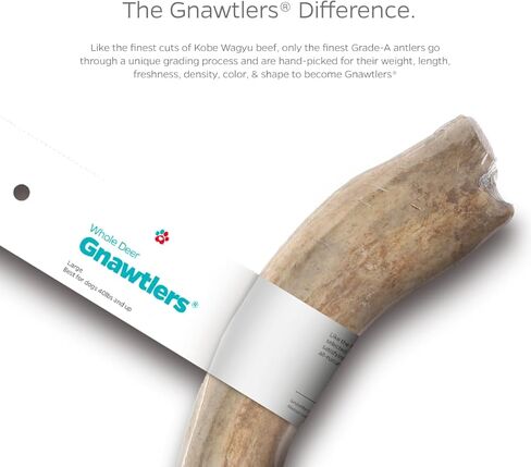 Pet Parents Gnawtlers-Premium Deer Antlers for Dogs, Naturally Shed Deer Antlers, All Natural Deer Antler Dog Chew, Selected from The Heartland Region (Small, 1 Count) in Kuwait