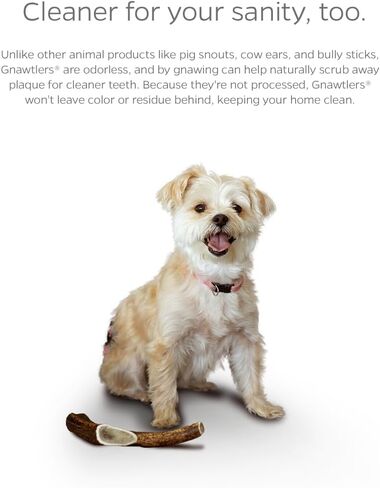 Pet Parents Gnawtlers-Premium Deer Antlers for Dogs, Naturally Shed Deer Antlers, All Natural Deer Antler Dog Chew, Selected from The Heartland Region (Small, 1 Count) in Kuwait