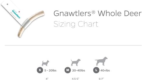 Pet Parents Gnawtlers-Premium Deer Antlers for Dogs, Naturally Shed Deer Antlers, All Natural Deer Antler Dog Chew, Selected from The Heartland Region (Small, 1 Count) in Kuwait