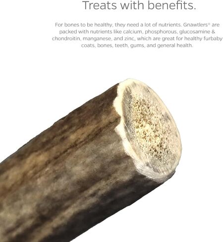 Pet Parents Gnawtlers-Premium Deer Antlers for Dogs, Naturally Shed Deer Antlers, All Natural Deer Antler Dog Chew, Selected from The Heartland Region (Small, 1 Count) in Kuwait