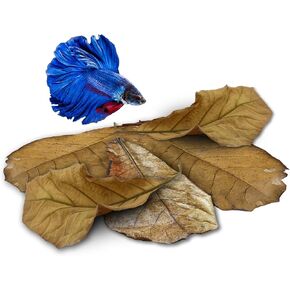 JOR 25 Pack Large Catappa Indian Almond Leaves for Bettas, 7-9 Inches, Effortless Water Conditioning, Great Value, Helps Bettas and Tropical Fish Thrive