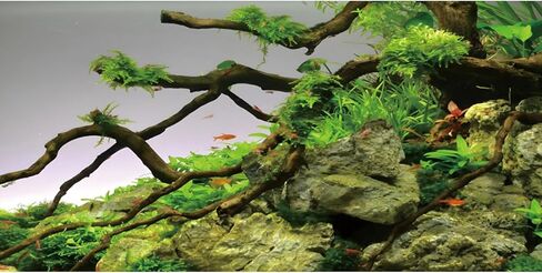 AWERT 24x16 inches Branches Aquarium Background Stone River Bed & Lake Fish Tank Background Green Algae Aquarium Background Vinyl Background in Kuwait