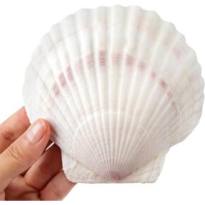 Scallop Shells White Natural Seashell 8 PCS for DIY Craft Mermaid Beach Wedding Home Decoration(4-5inch)