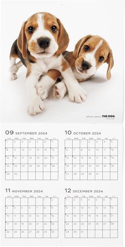 [ArtlistCollectionTHE DOG] تقويم الحائط ≪Beagle≫ من سبتمبر 2024 إلى ديسمبر 2025-11.4 × 11.4 بوصة in Saudi Arabia