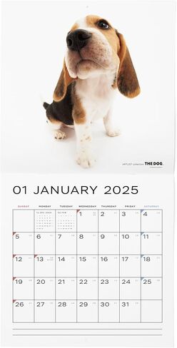 [ArtlistCollectionTHE DOG] تقويم الحائط ≪Beagle≫ من سبتمبر 2024 إلى ديسمبر 2025-11.4 × 11.4 بوصة in Saudi Arabia