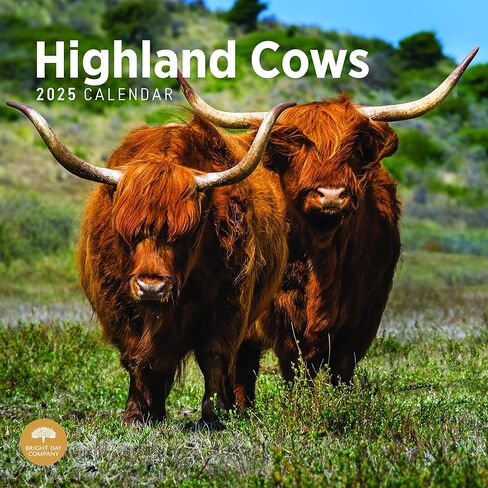 2025 Highland Cows Monthly Wall Calendar by Bright Day, 12 x 12 Inch Cute Nature Photography Gift in Saudi Arabia