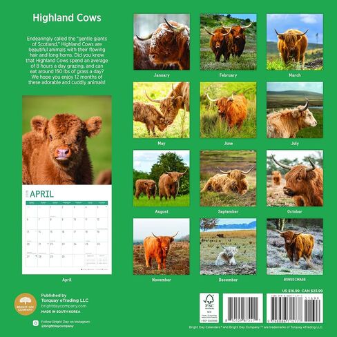 2025 Highland Cows Monthly Wall Calendar by Bright Day, 12 x 12 Inch Cute Nature Photography Gift in Saudi Arabia