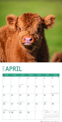 2025 Highland Cows Monthly Wall Calendar by Bright Day, 12 x 12 Inch Cute Nature Photography Gift in Saudi Arabia