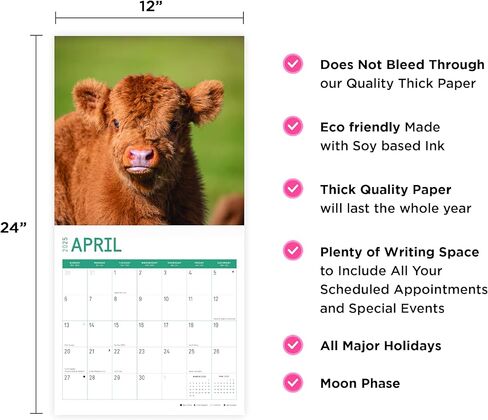 2025 Highland Cows Monthly Wall Calendar by Bright Day, 12 x 12 Inch Cute Nature Photography Gift in Saudi Arabia