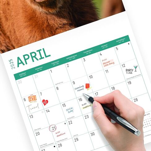 2025 Highland Cows Monthly Wall Calendar by Bright Day, 12 x 12 Inch Cute Nature Photography Gift in Saudi Arabia