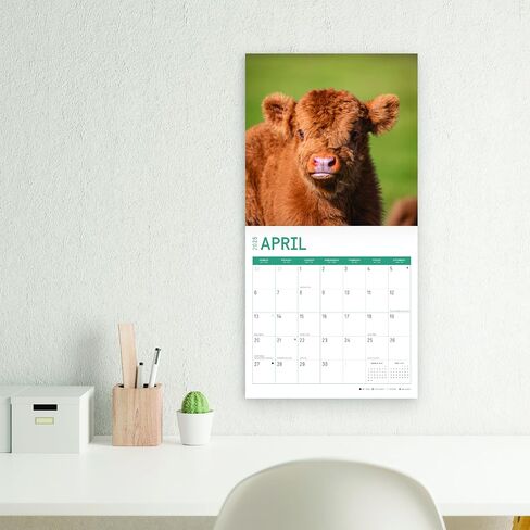 2025 Highland Cows Monthly Wall Calendar by Bright Day, 12 x 12 Inch Cute Nature Photography Gift in Saudi Arabia