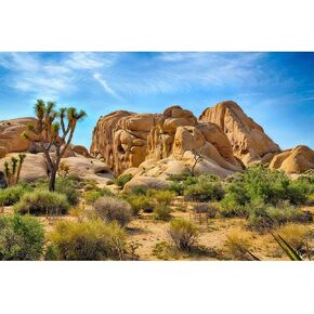 Reptile Habitat Background Boulders and Joshua Trees Terrarium Background Blue Sky Desert Gobi Plants Style Terrarium Background Natural Desert Landscape Tank Background Decor Vinyl 36x18in