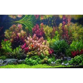 Aquarium Background Various Vivid Fresh Underwater Aquatic Plant Fish Tank Aquarium Backdrop Stone River Bed and Lake Fish Terrarium Background Decor Vinyl 48x24in