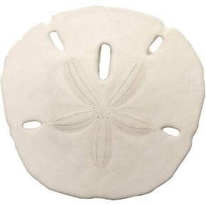 Sand Dollars Set of 12 - Wedding Seashell Craft - Hand Picked and Professionally Boxed (1-1.5 Inches)
