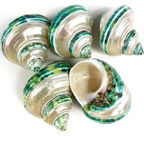 Heyiwell 5PC Green Turbo Banded Shells,Hermit Crab Shell &Turbo Shells Hermit Crab Supplies for Decor 1.5"~ 2" Inch