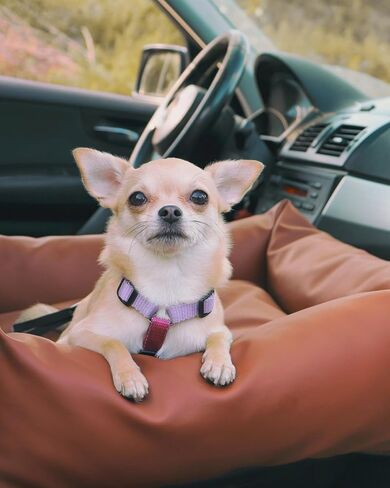 مقعد سيارة للكلاب الصغيرة - مقاعد خلفية للسيارة قابلة للغسل - سرير سفر للكلاب - مقعد سيارة للحيوانات الأليفة للكلاب - مقعد سيارة معزز للكلاب متوسطة الحجم وملحقات الجراء (بيجي، حجم كامل) in Kuwait