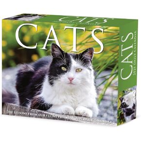 Willow Creek Press Cats Daily 2025 Box/Desk Calendar (5.86" x 4.72")