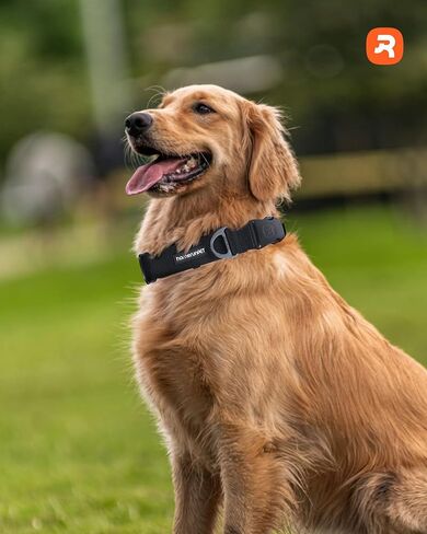 HomeRunPet Ultra Durable Performance Dog Collar, Stainless Steel, Breathable Neoprene Padding, Adjustable Pet Collar for Small, Medium, Large Dogs, High Performance, Easy Clean(M) in Saudi Arabia