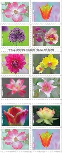 Garden Beauty (كتيبان من 20) طوابع بريدية للأبد، بريد أمريكي من الدرجة الأولى، احتفالات الزفاف، حفلات الزهور السنوية (40 طوابع) 2021 Scott #5558-5567 in Kuwait