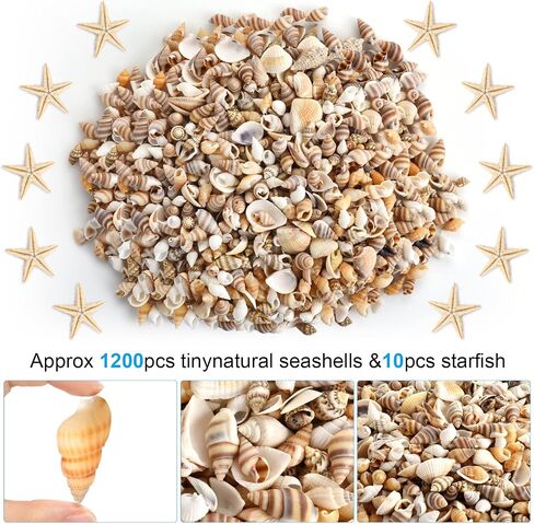 1200 قطعة من أصداف البحر الصغيرة الصغيرة لنجم البحر الطبيعي المختلط لشاطئ المحيط الحلزوني لتزيين المنزل، وحفلات الشاطئ، وديكور الزفاف، وصناعة الشموع، وخزان الأسماك وحشو المزهرية in Kuwait