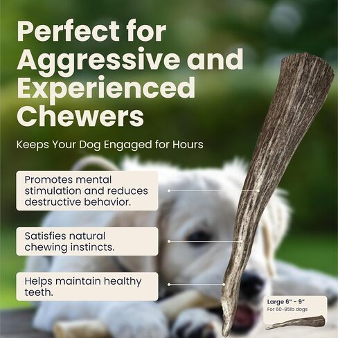 Large 3 Pack Whole Elk Antlers for Dogs [Long Lasting] - Elk Bones for Dogs Humanely Sourced - Elk Horns for Dogs - Dog Elk Antler Chews - Antlers for Large Dogs 60-85 Pounds in Saudi Arabia