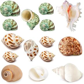 15PCS Hermit Crab Shells (7 Types) Natural Hermit Crab Shells, for Small to Large Hermit Crab Turbo Shells Hermit Crab Supplies