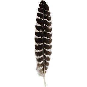 Grade A Barred Turkey Smudging Feather (no stains, cuts, pieces missing)