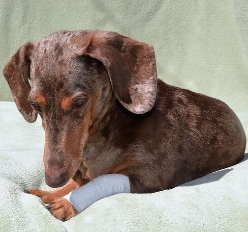 Joint and Large Area Wound Bandages for Dogs Cats & Other Pets. Great for Leg Joint sprains and Tail Injuries! Non Adhesive Breathable Non-Slip Disposable Washable Value Pack (L/XL 12pk) in Saudi Arabia