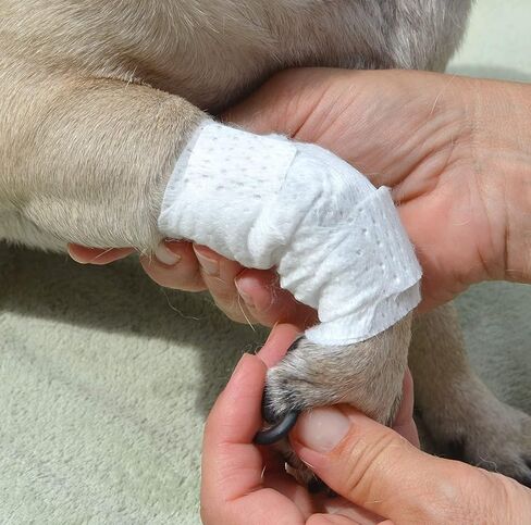 Joint and Large Area Wound Bandages for Dogs Cats & Other Pets. Great for Leg Joint sprains and Tail Injuries! Non Adhesive Breathable Non-Slip Disposable Washable Value Pack (L/XL 12pk) in Saudi Arabia