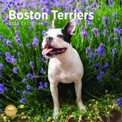 2025 Boston Terriers Monthly Wall Calendar by Bright Day, 12 x 12 Inch Cute Dog Breed Gift in Saudi Arabia