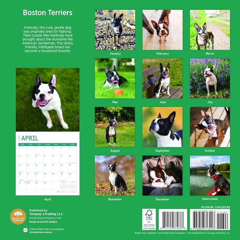 2025 Boston Terriers Monthly Wall Calendar by Bright Day, 12 x 12 Inch Cute Dog Breed Gift in Saudi Arabia