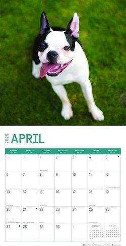 2025 Boston Terriers Monthly Wall Calendar by Bright Day, 12 x 12 Inch Cute Dog Breed Gift in Saudi Arabia