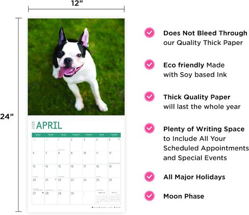 2025 Boston Terriers Monthly Wall Calendar by Bright Day, 12 x 12 Inch Cute Dog Breed Gift in Saudi Arabia